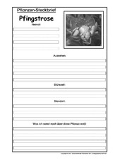 Pflanzensteckbrief-Pfingstrose-SW.pdf